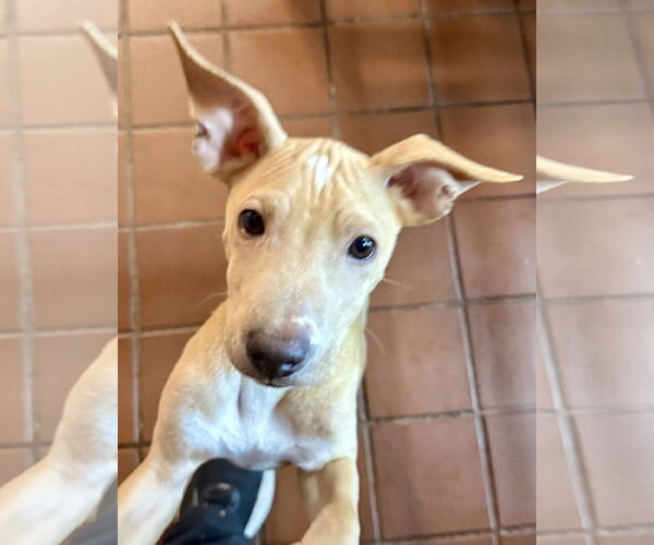Medium Photo #2 Chihuahua-Unknown Mix Puppy For Sale in Jefferson, NJ, USA