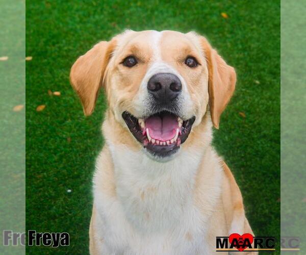 Medium Photo #1 Retriever -Unknown Mix Puppy For Sale in Maryville, TN, USA