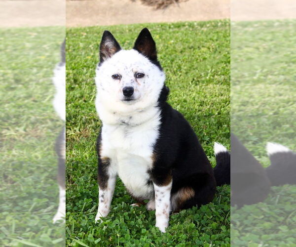 Medium Photo #4 Unknown-Welsh Corgi Mix Puppy For Sale in Evansville, IN, USA