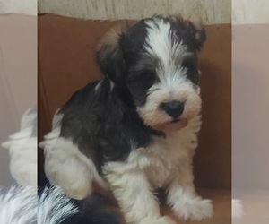 Schnauzer (Miniature) Puppy for sale in BANGS, TX, USA