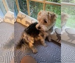 Small Photo #1 Morkie Puppy For Sale in WELLSBORO, PA, USA