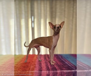 Chihuahua Dogs for adoption in Social Circle, GA, USA