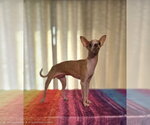 Small Chihuahua