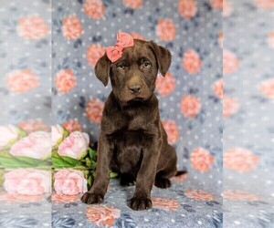 Labrador Retriever Puppy for sale in HOLTWOOD, PA, USA