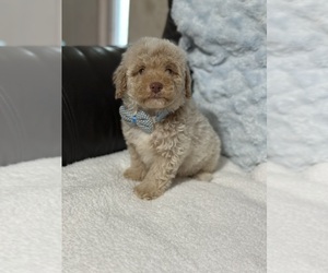 Poodle (Toy) Puppy for sale in CAMPBELLSVILLE, KY, USA