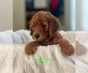 Labradoodle-Poodle (Miniature) Mix Puppy for Sale in RENO, Nevada USA