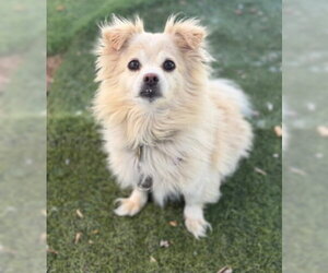 Bentley - Male Shiranian Dog for Adoption - Photo #6