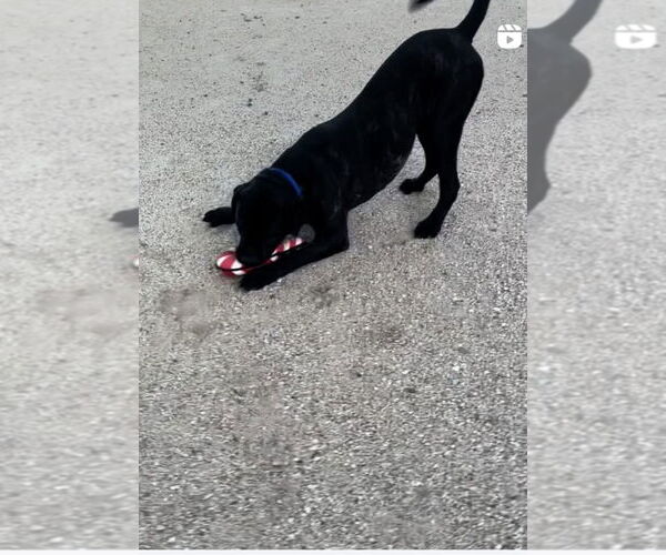 Medium Photo #13 Mastiff Puppy For Sale in Goodyear, AZ, USA