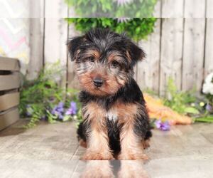 Yorkshire Terrier Puppy for sale in MOUNT VERNON, OH, USA