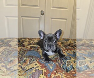 French Bulldog Puppy for sale in PORTERVILLE, CA, USA