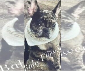 French Bulldog Puppy for sale in LANCASTER, CA, USA