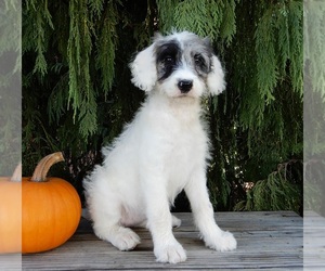 Labradoodle Puppy for sale in MILLERSBURG, OH, USA