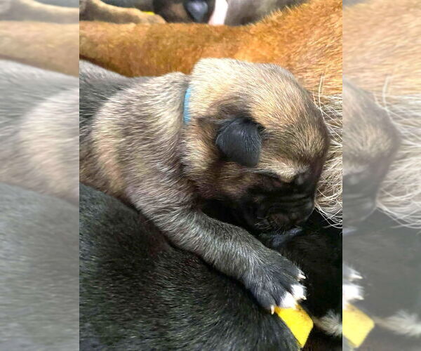 Medium Photo #7 Mutt Puppy For Sale in Imlay City, MI, USA