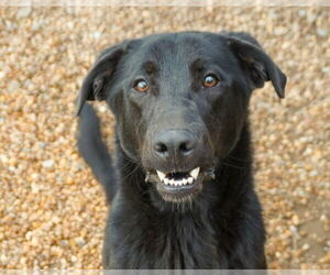 Sinatra - Male Mutt Dog for Adoption - Photo #5