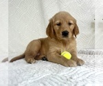 Puppy Gidget Golden Retriever