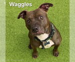 Small #1 American Pit Bull Terrier