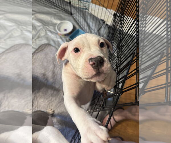 Medium Photo #3 Mutt Puppy For Sale in Garner, NC, USA