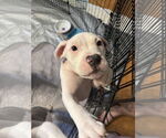 Small #2 Mutt