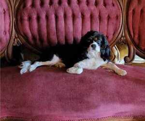 Mother of the Cavalier King Charles Spaniel puppies born on 08/15/2022