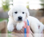Small Photo #3 English Cream Golden Retriever Puppy For Sale in MURFREESBORO, TN, USA