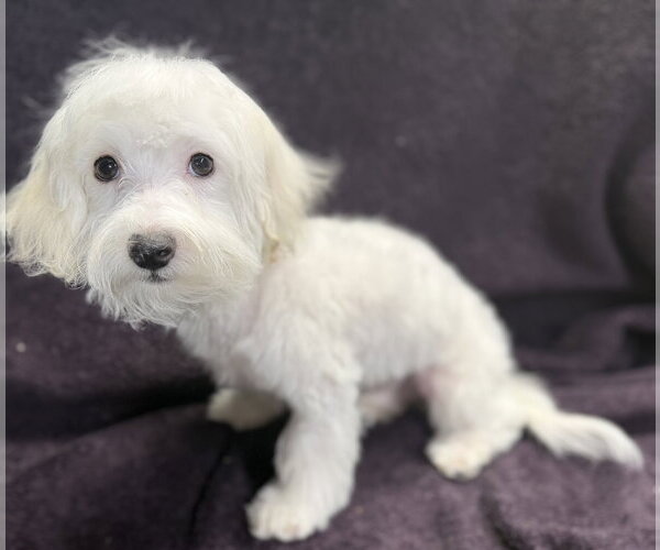 Medium Photo #2 Maltese Puppy For Sale in Wheaton, IL, USA