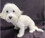 Small #1 Maltese