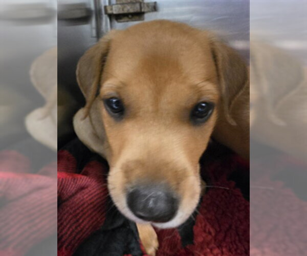 Medium Photo #1 Mutt Puppy For Sale in Oklahoma City, OK, USA