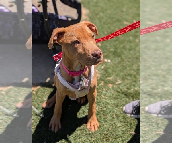 Medium Photo #5 American Staffordshire Terrier-Rhodesian Ridgeback Mix Puppy For Sale in Holly Springs, NC, USA