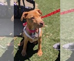 Small #4 American Staffordshire Terrier-Rhodesian Ridgeback Mix