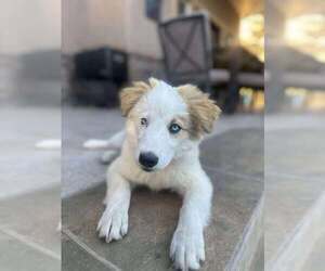 Great Pyrenees Dogs for adoption in Bountiful, UT, USA