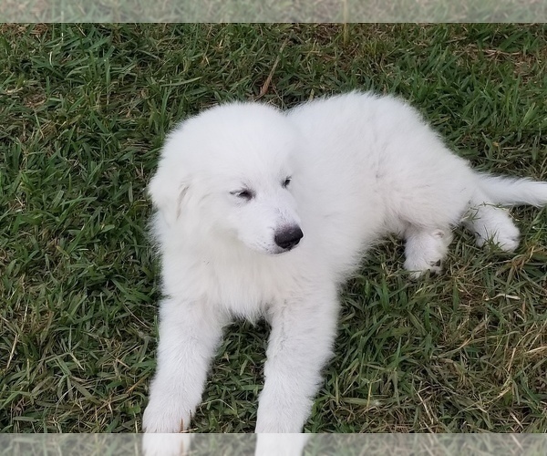 Medium Photo #4 Great Pyrenees Puppy For Sale in PALM BAY, FL, USA