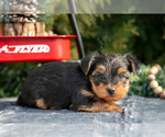 Puppy Axel Yorkshire Terrier