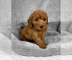 Small #2 Goldendoodle (Miniature)