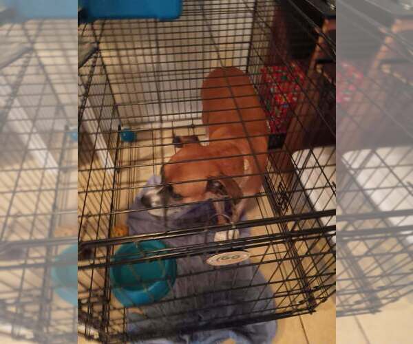 Medium Photo #4 Boxer-Unknown Mix Puppy For Sale in Austin, TX, USA