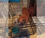 Small #3 Boxer Mix