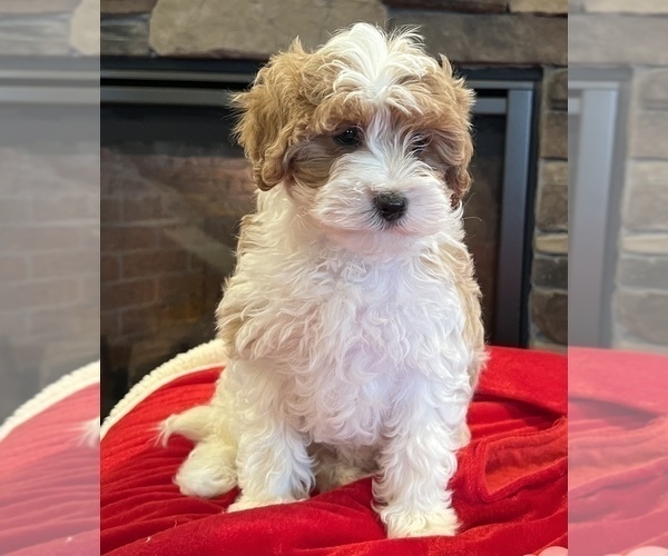 Medium Photo #10 Cavapoo Puppy For Sale in NOBLESVILLE, IN, USA