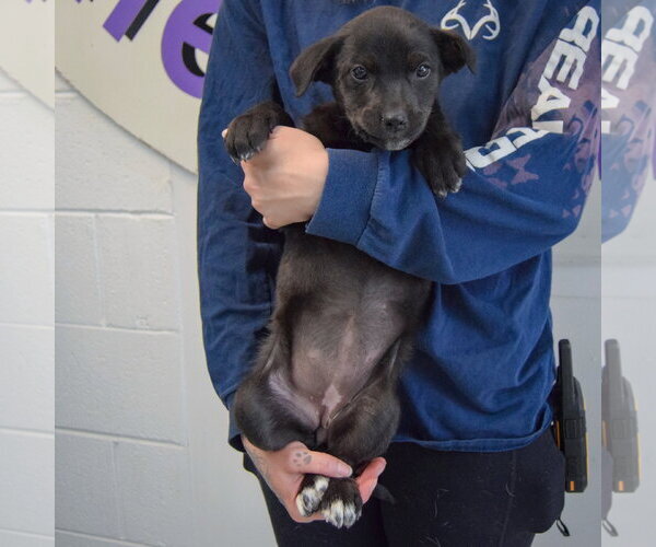 Medium Photo #4 Golden Retriever-Unknown Mix Puppy For Sale in Huntley, IL, USA