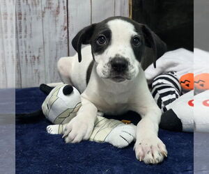 Bulldog-Pointer Mix Dogs for adoption in Wetumpka, AL, USA