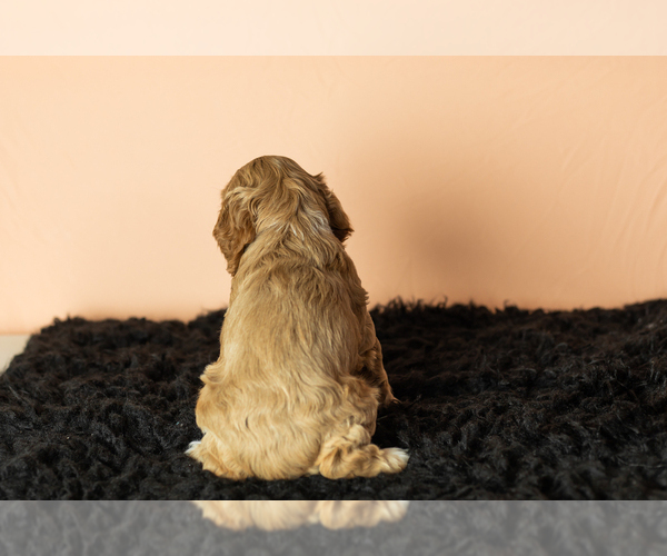 Medium Photo #32 Cocker Spaniel Puppy For Sale in NAPPANEE, IN, USA