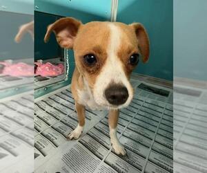 Chihuahua Dogs for adoption in San Antonio, TX, USA
