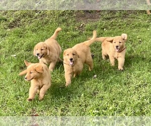 Golden Retriever Puppy for Sale in WOODSTOCK, Connecticut USA