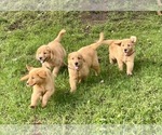 Small Photo #1 Golden Retriever Puppy For Sale in WOODSTOCK, CT, USA