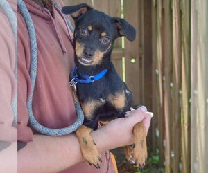 Walnut - Male Dachshund-Italian Greyhound Mix Dog for Adoption - Photo #3