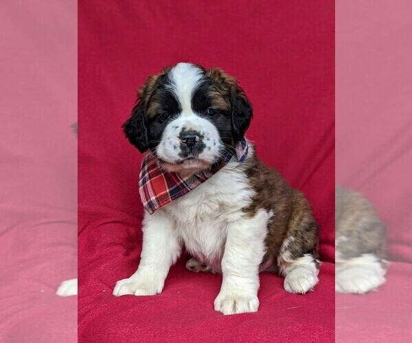 Medium Photo #1 Saint Bernard Puppy For Sale in DELTA, PA, USA