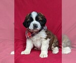 Small Photo #1 Saint Bernard Puppy For Sale in DELTA, PA, USA
