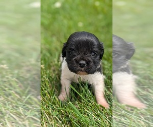 Cocker-Pei Puppy for sale in GOSHEN, IN, USA