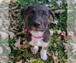 Asiago - Female Great Pyrenees-Unknown Mix Dog for Adoption - Small photo