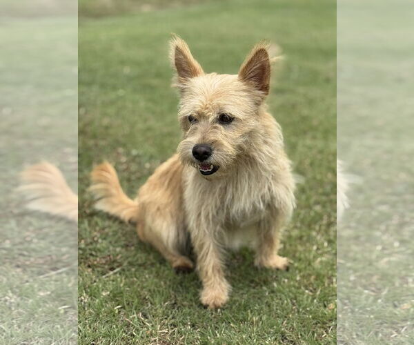 Medium Photo #4 Cairn Terrier-Unknown Mix Puppy For Sale in PIPE CREEK, TX, USA