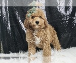 Puppy Finny AKC Poodle (Toy)