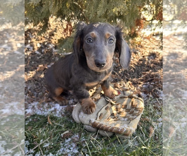 Medium Photo #2 Dachshund Puppy For Sale in MIDDLEBURY, IN, USA